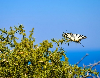 Βιότοπος Αλυκής στη Σάμο