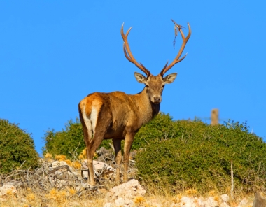 Όρος Πάρνηθα στην Αττική